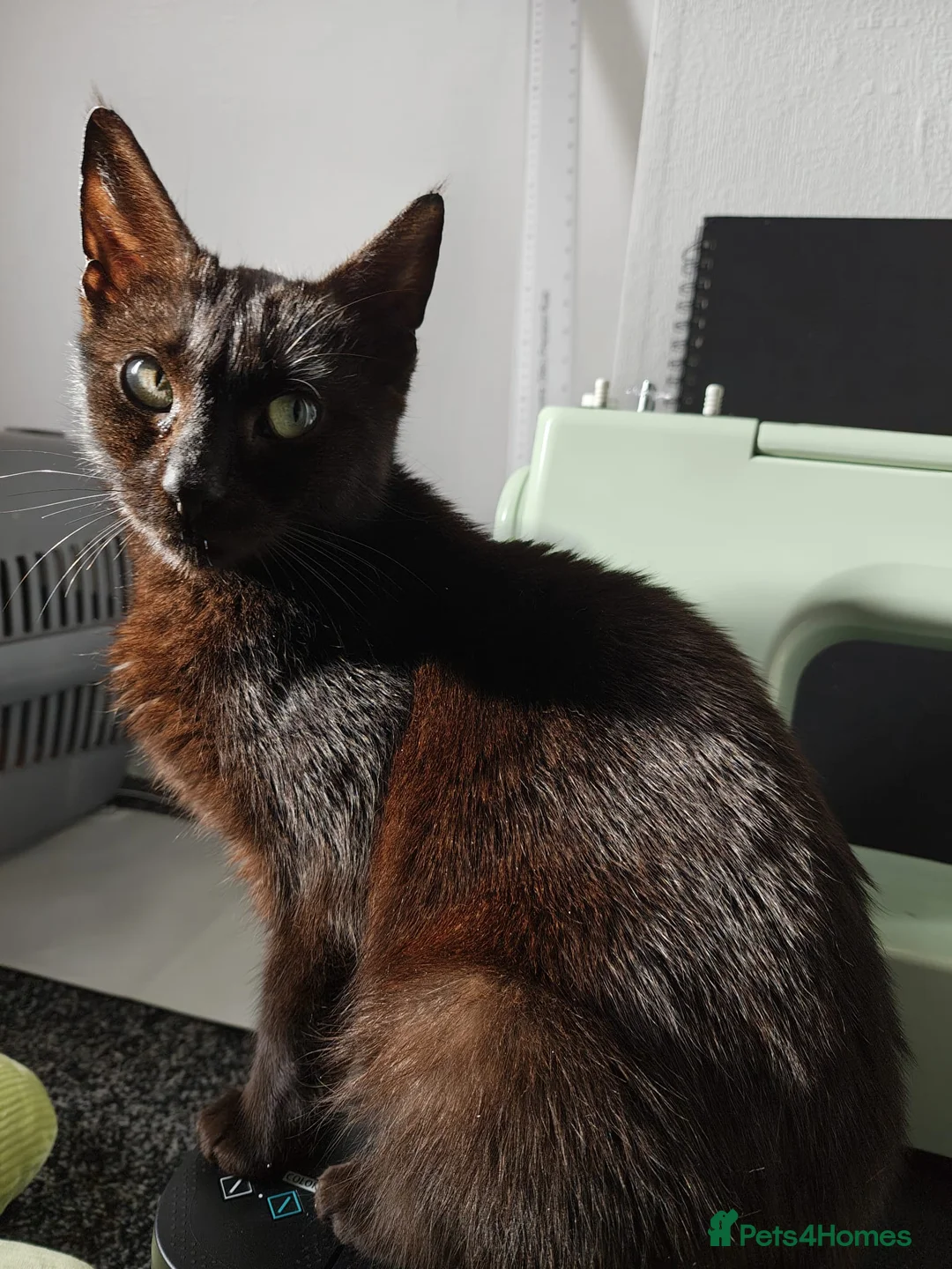 Mixed Breed cats for sale: Moggie Kittens  - Advert 1