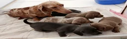 Miniature Dachshund dogs for sale: KC Reg PRA Clear mini solid colours  - Advert 3