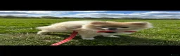 Pomeranian dogs for sale: Mimi Pomeranian  in Wolverhampton - Advert 1