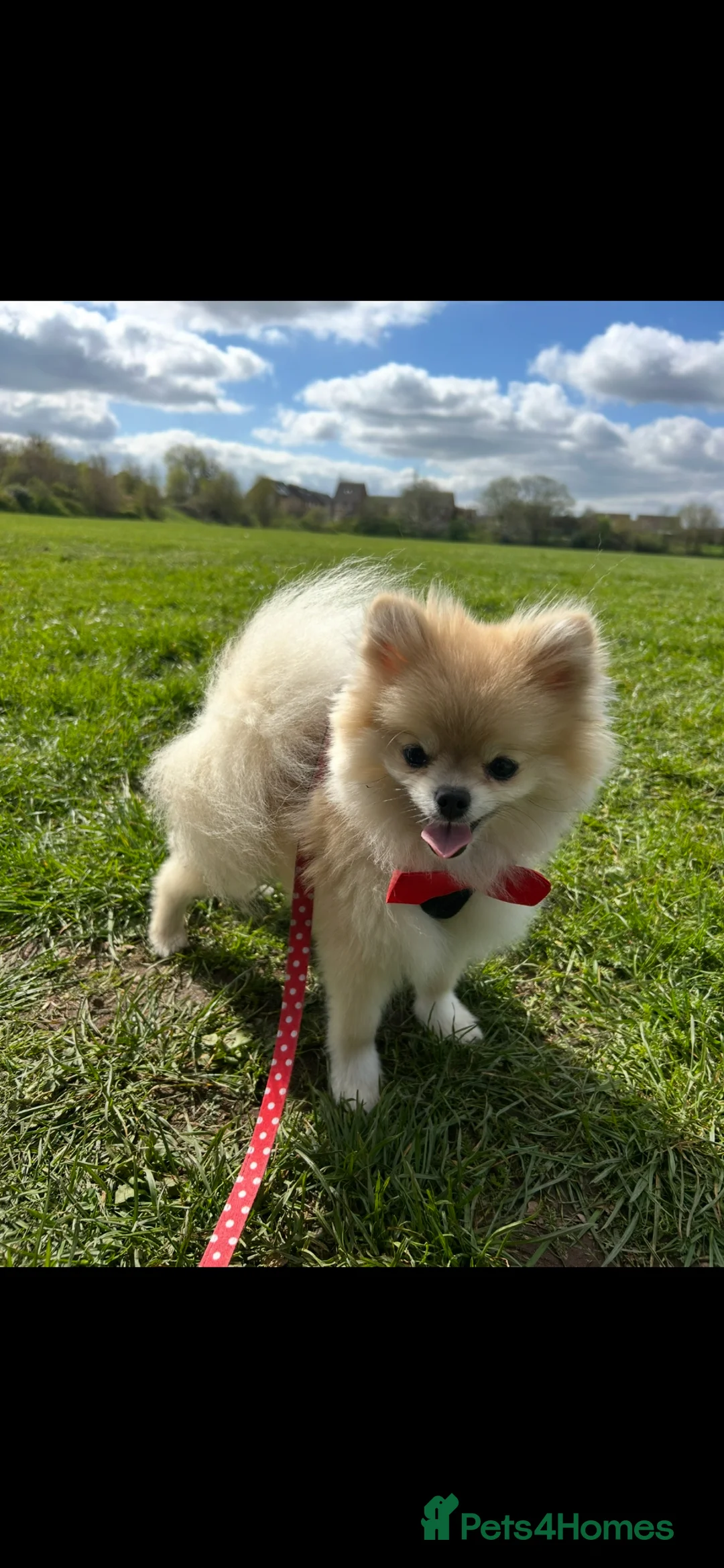 Pomeranian dogs for sale: Mimi Pomeranian  in Wolverhampton - Advert 1