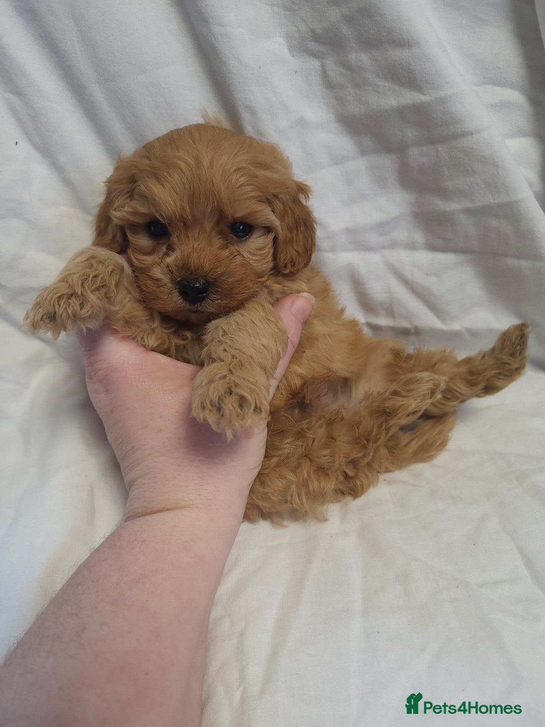 Maltipoo dogs for sale: Maltpoo puppies 5🌟licence breeder  - Advert 8