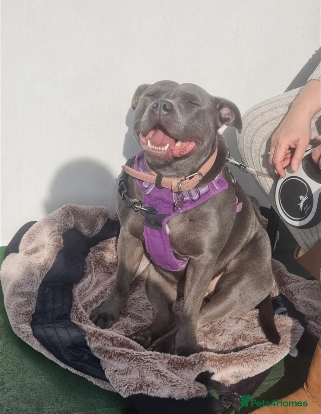 Mixed Breed dogs for sale: Puppies - Advert 1