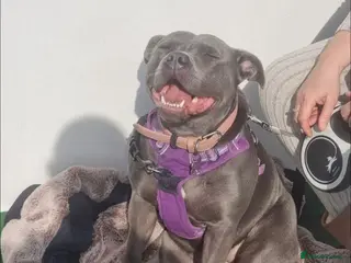 Mixed Breed dogs Puppies - Advert 7