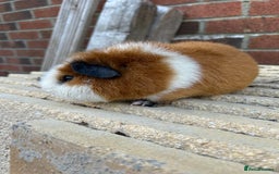 Guinea Pig rodents for sale: Teddy boar orange and white - Image 2