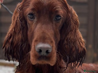 Irish Setter dogs in Bewdley - Advert 1