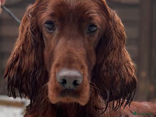 Irish Setter dogs Deep Red Health Tested STUD in Bewdley - Advert 1