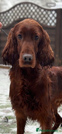 Irish Setter dogs in Bewdley - Advert 1