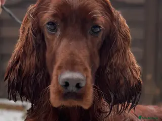 Irish Setter dogs Deep Red Health Tested STUD in Bewdley - Advert 1