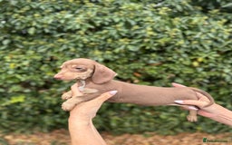 Miniature Dachshund dogs for sale: BEAUTIFUL MINIATURE DACHSHUNDS K.C REG!! - Image 8