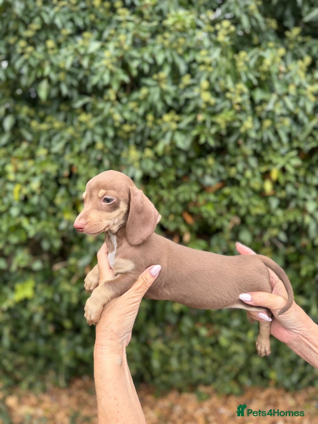 Miniature Dachshund dogs for sale: BEAUTIFUL MINIATURE DACHSHUNDS K.C REG!! - Image 8