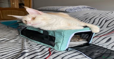 Maine Coon cats - Advert 5