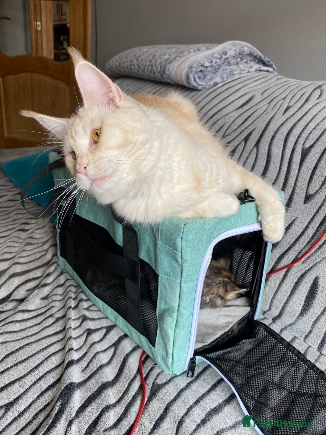 Maine Coon cats for sale: Beautiful girl  - Image 3