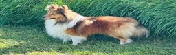 Shetland Sheepdog dogs for stud: Two amazing Shetland sheepdogs available for stud  - Advert 9