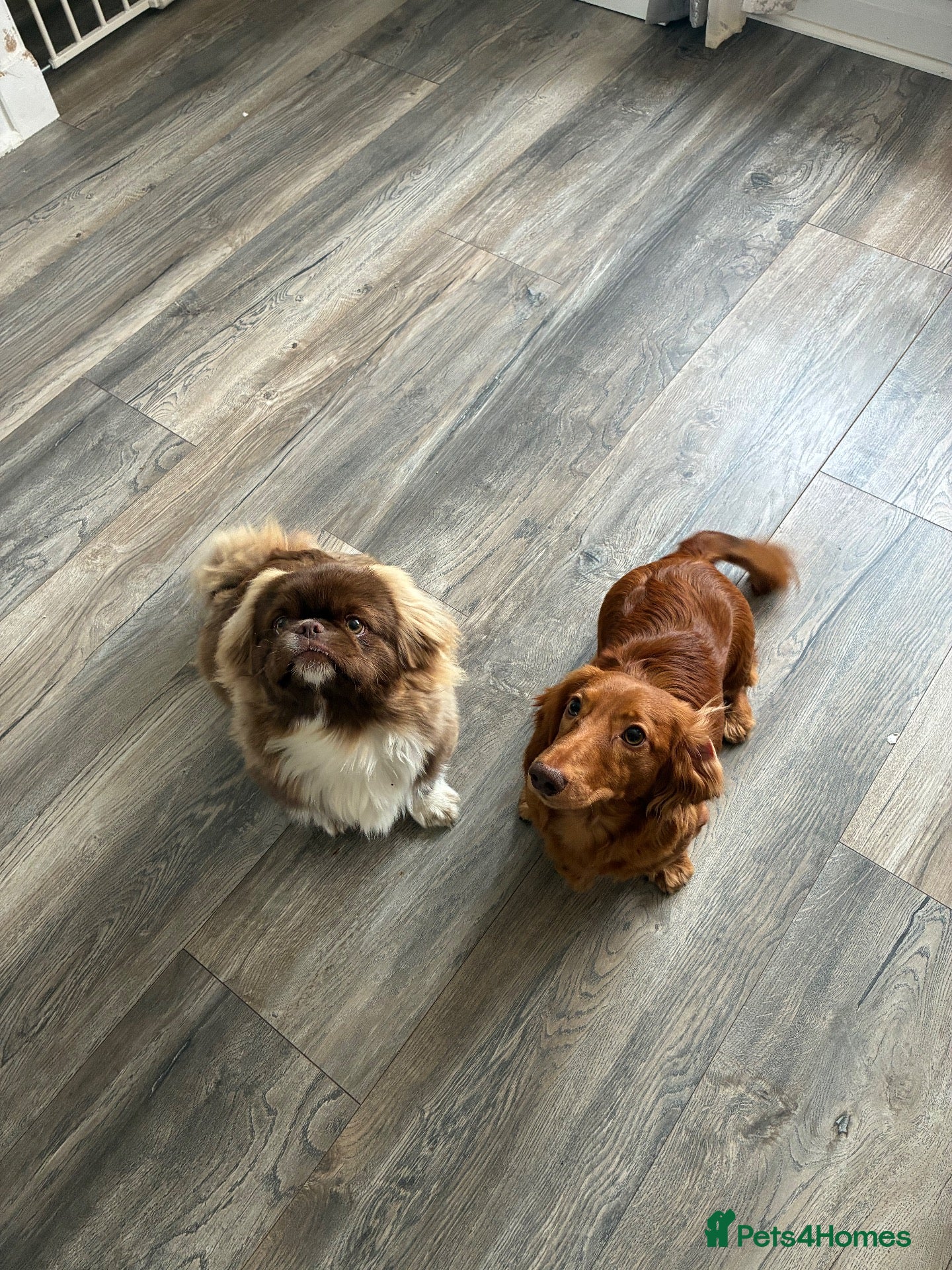 Dachshund dogs Mrs Sharon McLaughlin  - Advert 2