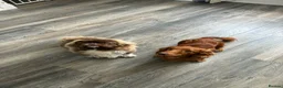 Dachshund dogs for sale: Mrs Sharon McLaughlin  - Advert 1