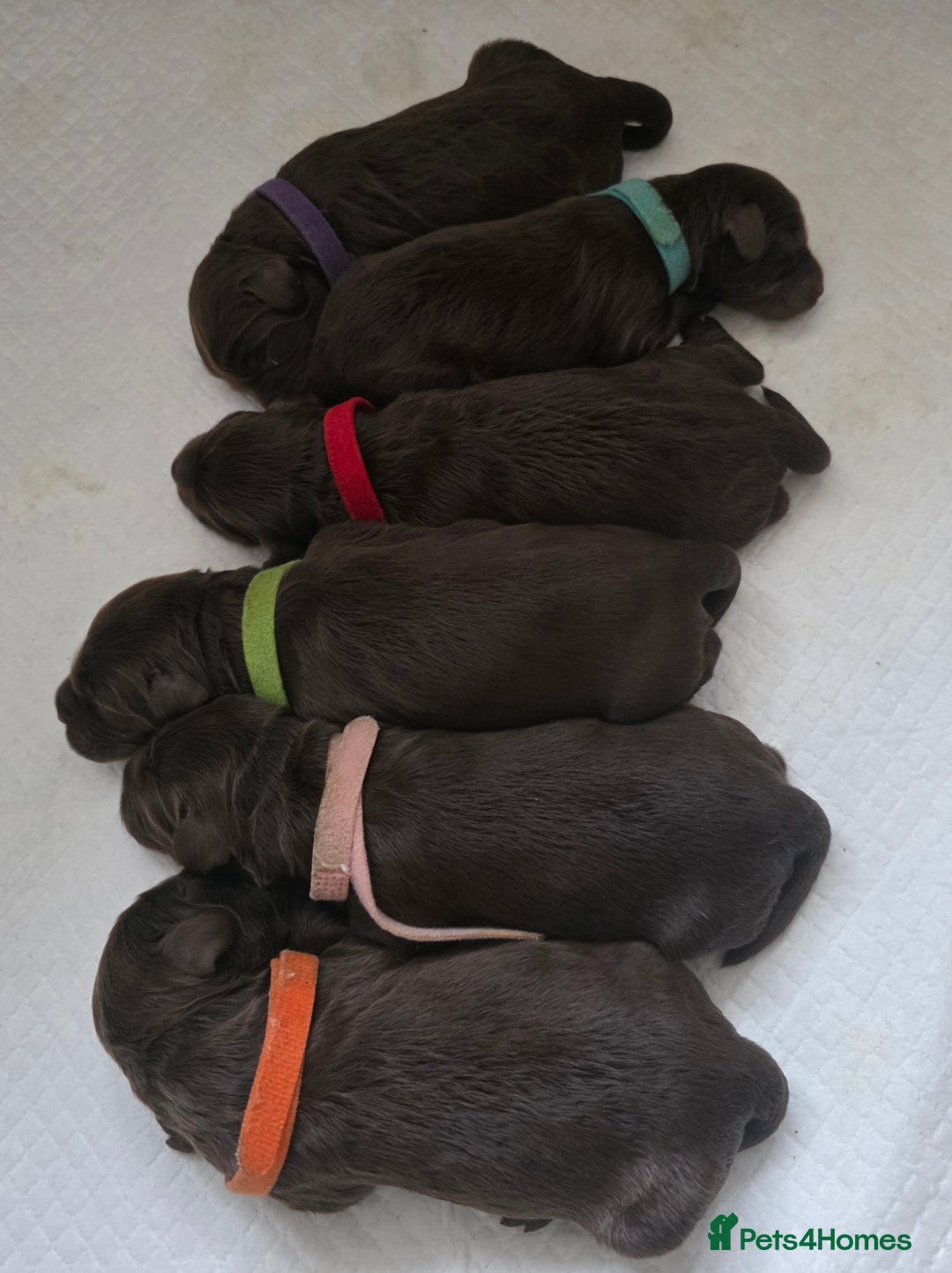 Cockapoo dogs for sale: Cockapoo Puppies - Advert 1