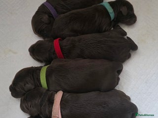 Cockapoo dogs Cockapoo Puppies - Advert 1