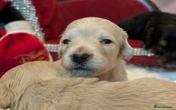 Miniature Dachshund dogs for sale:  Exquisite Long Coat Cream & Black & Tan Babies - Image 16