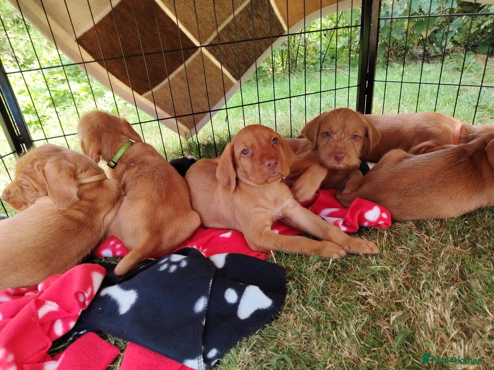 Hungarian Vizsla dogs Wirehaired vizslas  - Advert 9