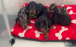 Miniature Dachshund dogs for sale: Miniature Dachshunds  - Image 2