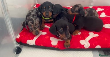 Miniature Dachshund dogs - Advert 10