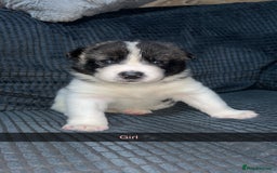 Akita dogs for sale: American Akita puppy’s  - Image 11