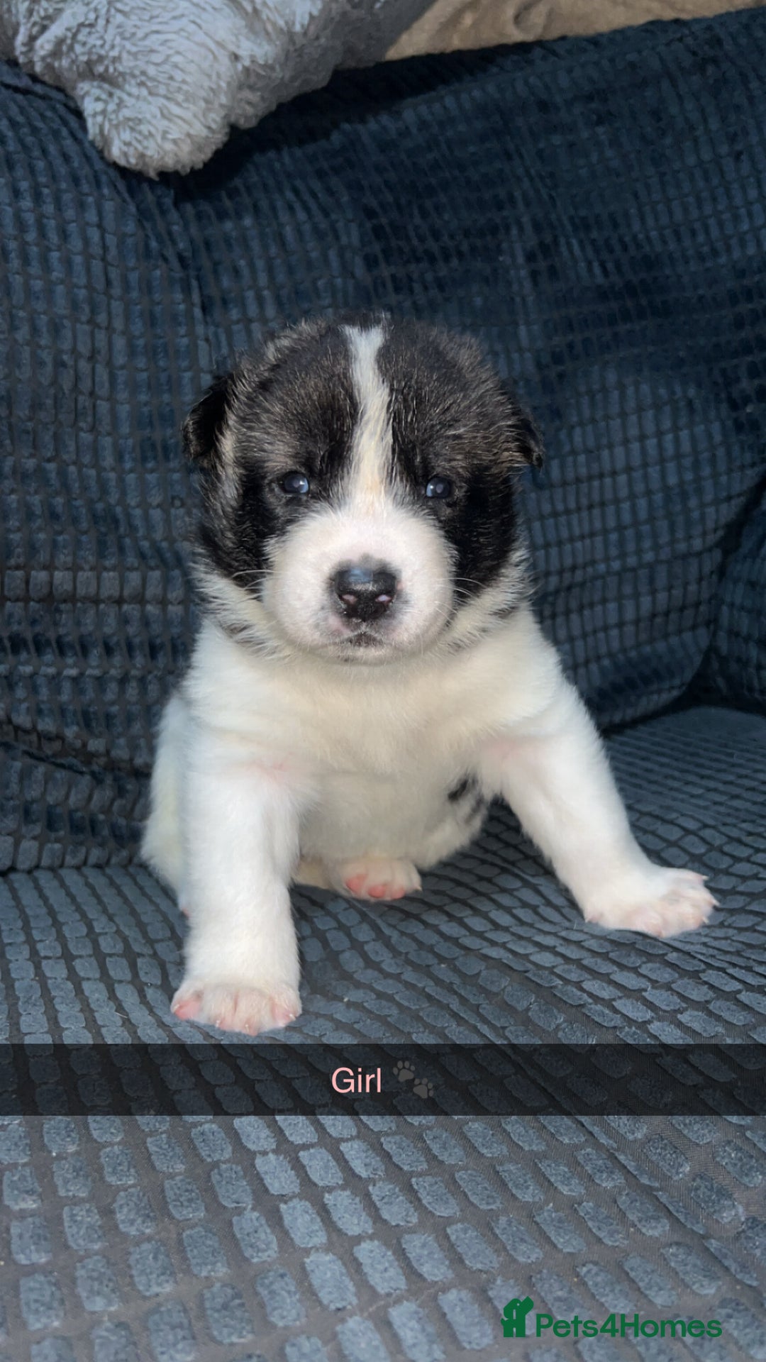 Akita dogs for sale: American Akita puppy’s  - Image 11
