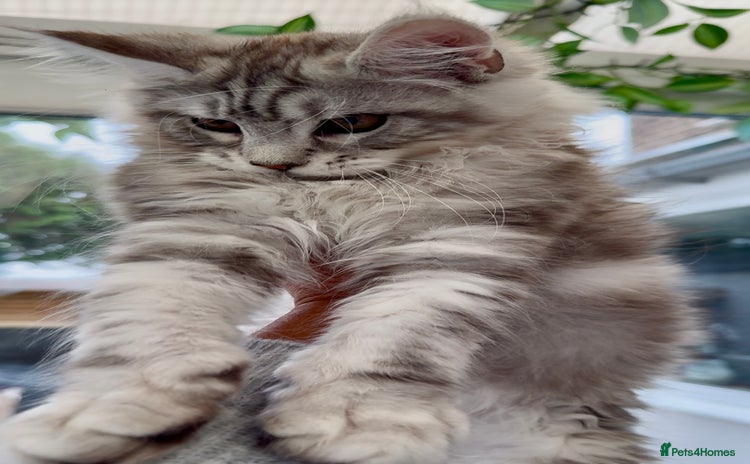 Maine Coon cats - Advert 7