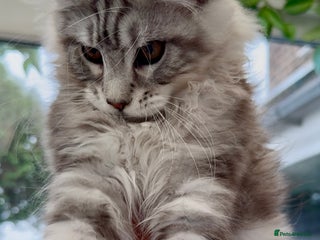 Maine Coon cats - Advert 7