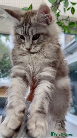 Maine Coon cats - Advert 10