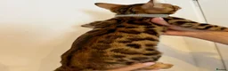 Bengal cats for sale: Beautiful Purebred Bengal Kittens – Ready Now! - Advert 4