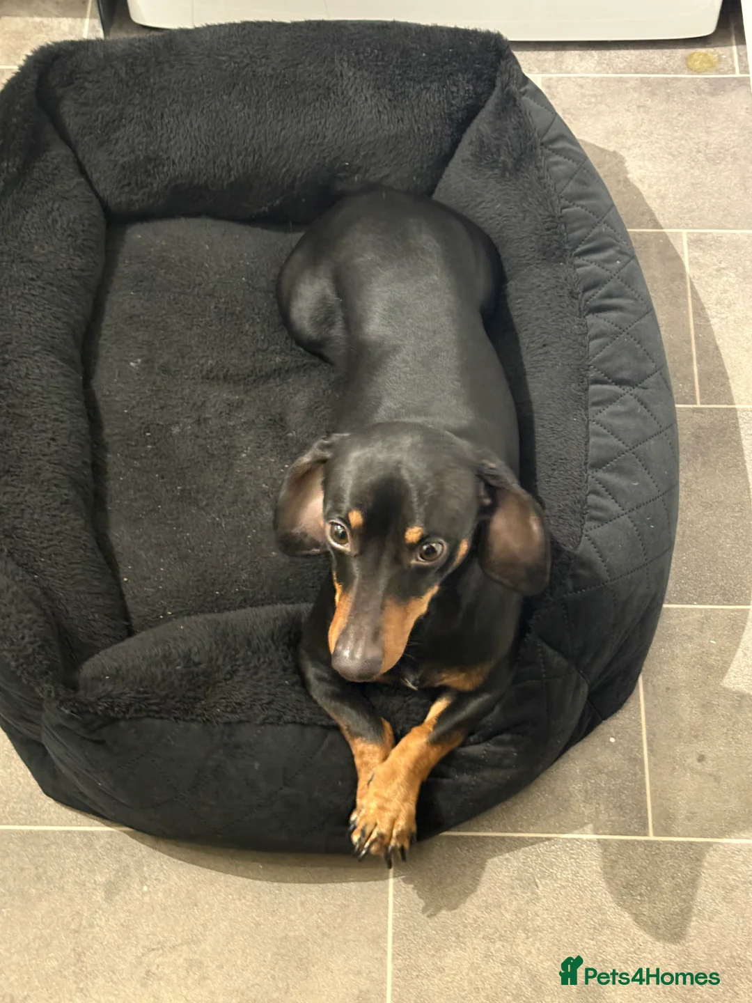 Dachshund dogs for sale: Rolo male dachshund age 3 - Advert 6