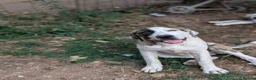 Mixed Breed dogs for adoption: Bop is looking for a family  in Brighton - Advert 1