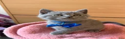 Scottish Fold cats for sale: 7 Scottish fold 😍beautiful  healthy kittens - Advert 6