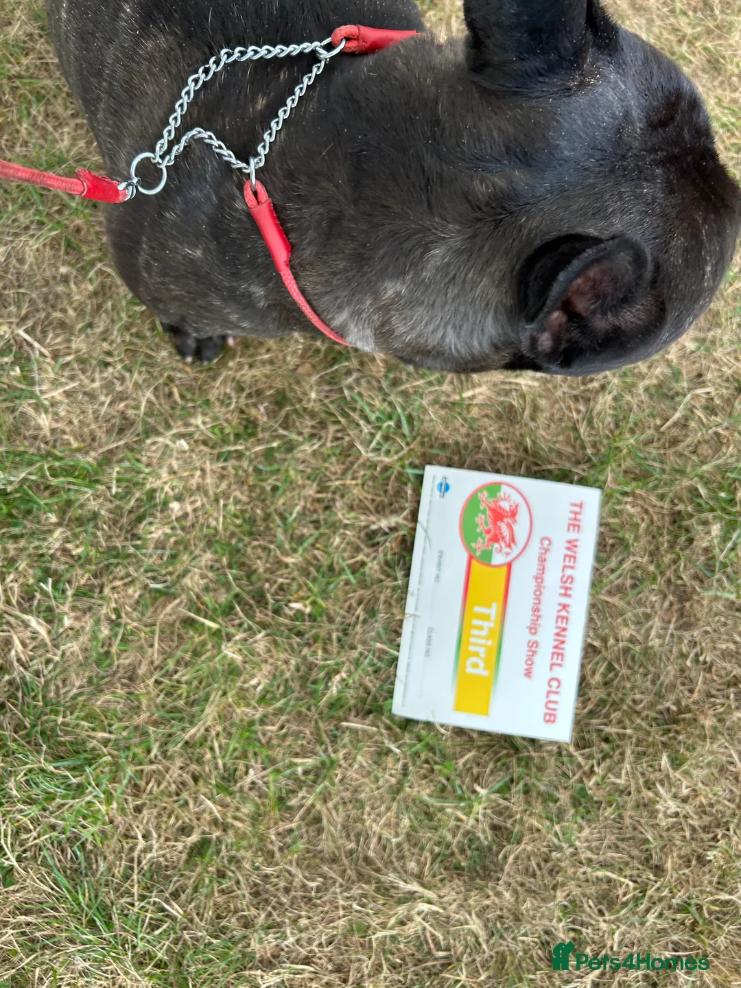 French Bulldog dogs for stud: KC SILVER HEALTH TESTED CRUFTS QUALIFIED STUD - Advert 3