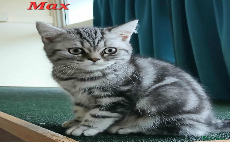 British Shorthair cats - Advert 10