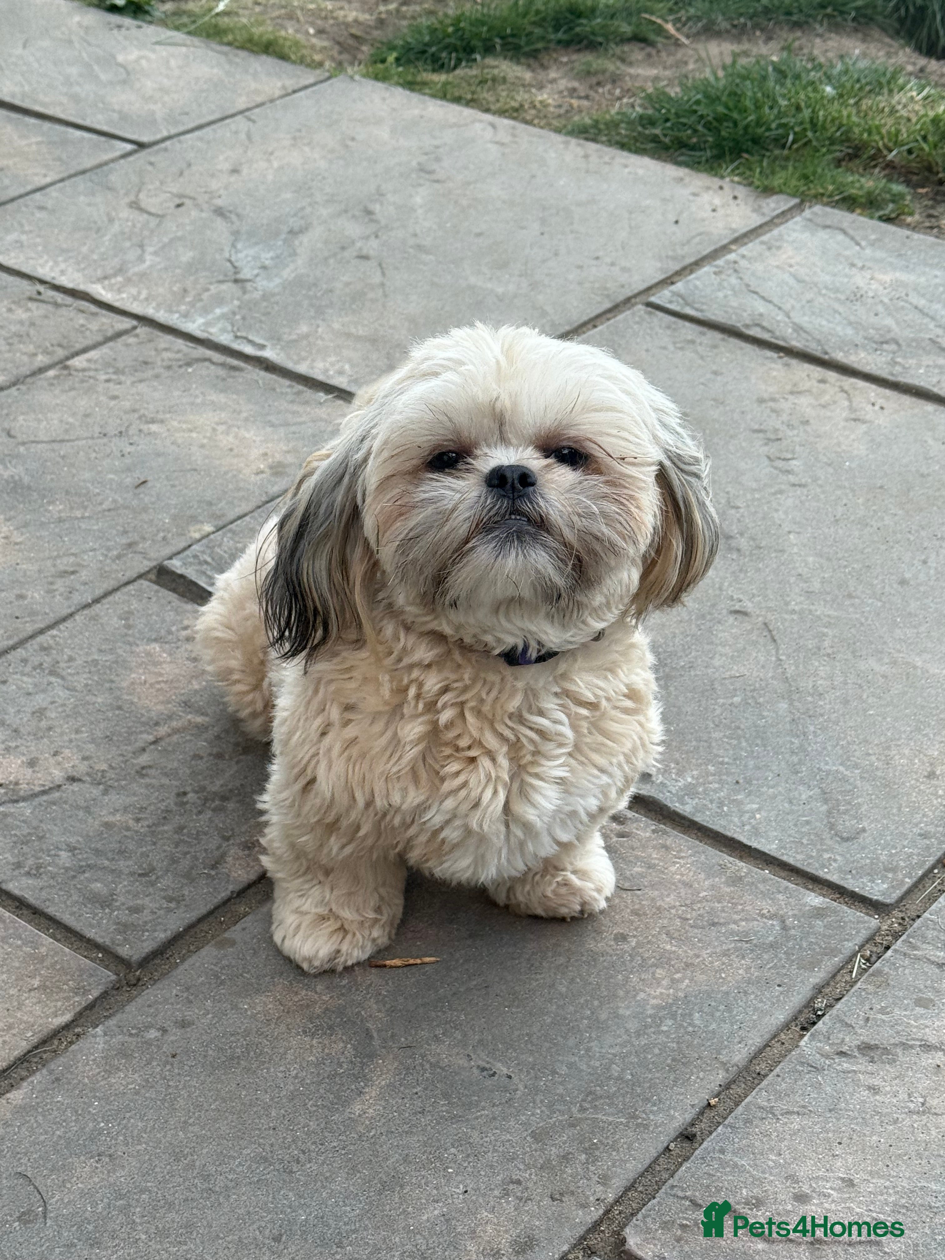 Shih Tzu dogs Beautiful Shih Tzu Female Puppy - Advert 1