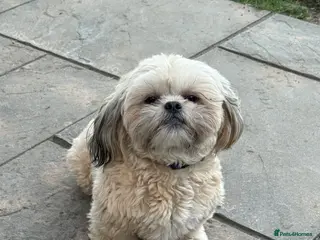 Shih Tzu dogs Beautiful Shih Tzu Female Puppy - Advert 1