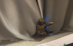 Domestic Shorthair cats for sale: Kittens for re-homing - Image 2