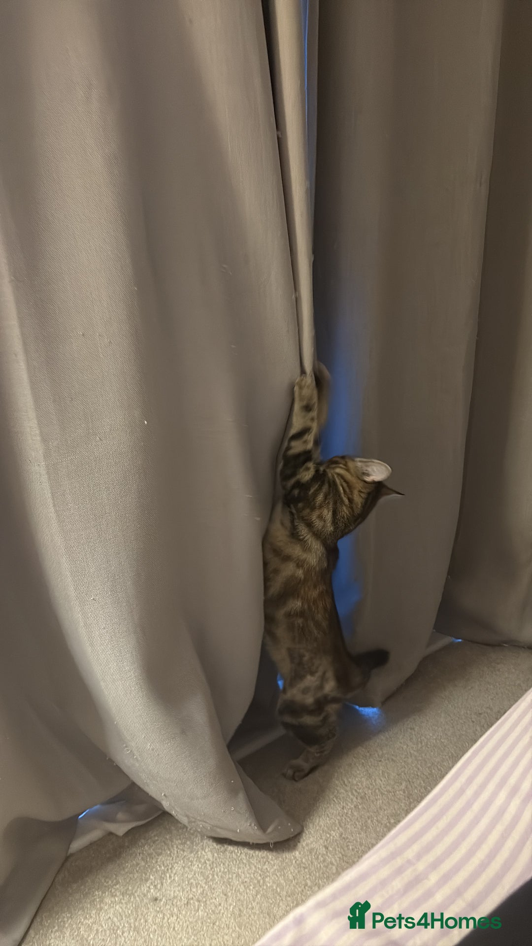 Domestic Shorthair cats for sale: Kittens for re-homing - Image 2