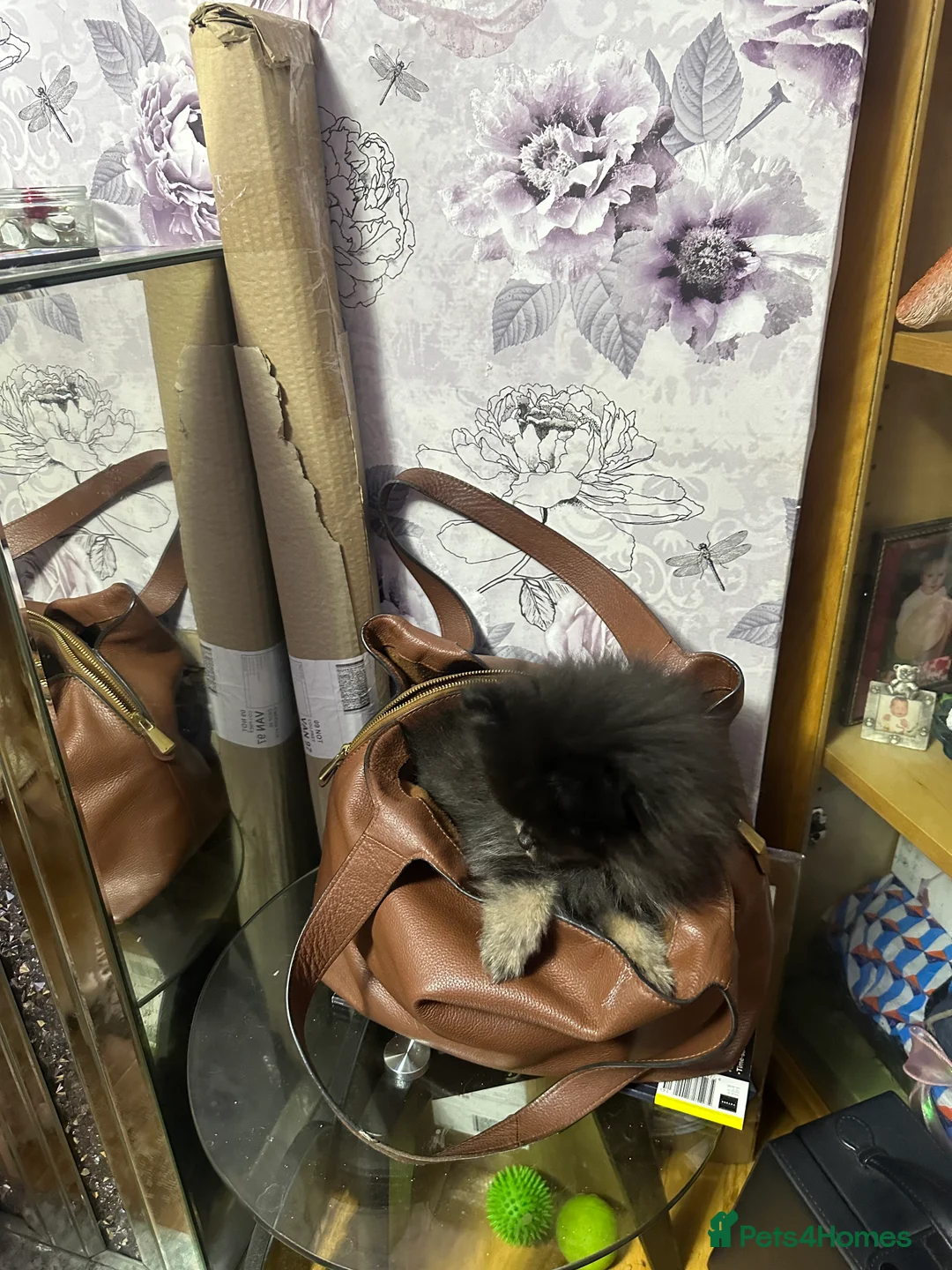 Pomeranian dogs for sale: World smallest teacup Pomeranian puppy - Advert 4