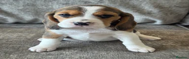 Beagle 1