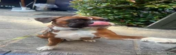 Boxer dogs for stud: First time stud, Bruce in Coulsdon - Advert 5
