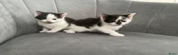 Mixed Breed cats for sale: Kittens  in Cardiff - Advert 3