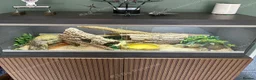 Corn Snake reptiles for sale: Beautiful 3 year old female corn snale - Advert 3