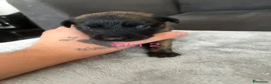 Mixed Breed 6