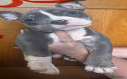 American Bully dogs for sale: Blue & lilac tri pocket bully’s  - Image 5