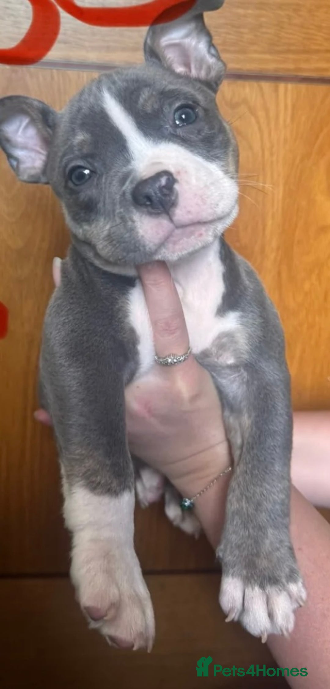 American Bully dogs for sale: Blue & lilac tri pocket bully’s  - Image 5