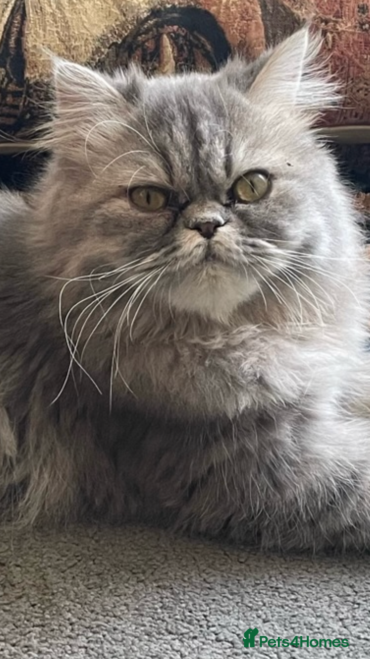 Persian cats 4 ADORABLE LITTLE CUTIE PIES, (READY 9TH JAN)  - Advert 1