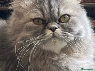 Persian cats 4 ADORABLE LITTLE CUTIE PIES, (READY 9TH JAN) - Advert 4